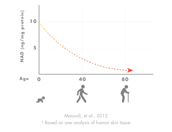 Chart showing how NAD declines with age